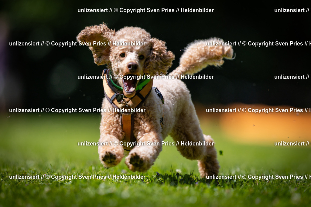 Sven Pries | 2025-08-10 - Hunderennen Durlach - Realisiert mit Pictrs.com