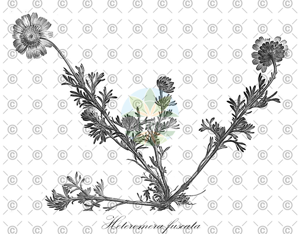 HistAbb_wfo-0000778630_1_ENZY_Simple | Historische Abbildung von Heteromera fuscata - Asteraceae | Historical Illustration of Heteromera fuscata - Asteraceae