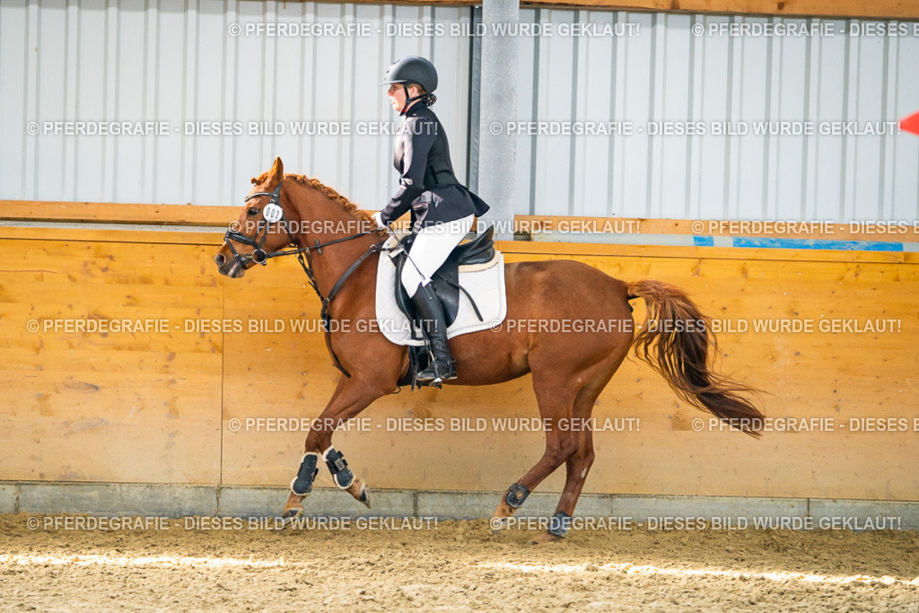 DSC01448 | Pferdegrafie