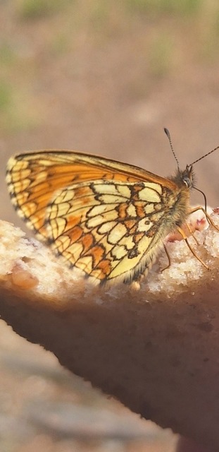 1719568725035 | Verkauf von Fotos und  Videoclips zumThema Natur.Motive sind Pflanzen, Tiere, Landschaftenund Wetter - Realisiert mit Pictrs.com