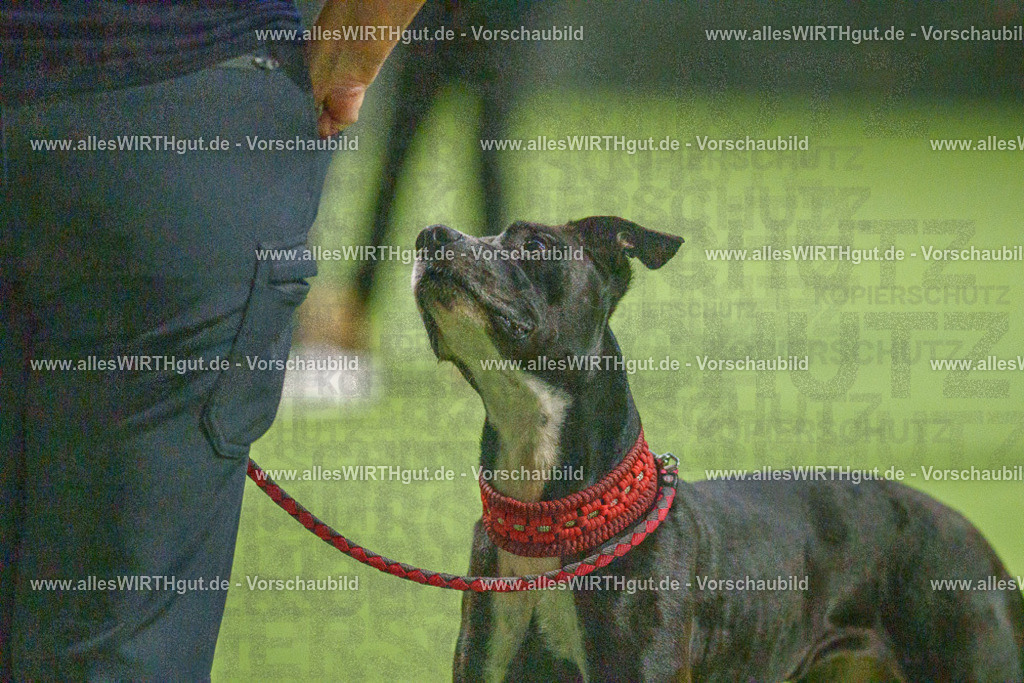 7R507440 | Professionelle Tierfotografie in Mönchengladbach von Daniel Wirth (allesWIRTHgut). Liebevolle & natürliche Bilder von Hunden & Katzen für unvergessliche Erinnerungen.
