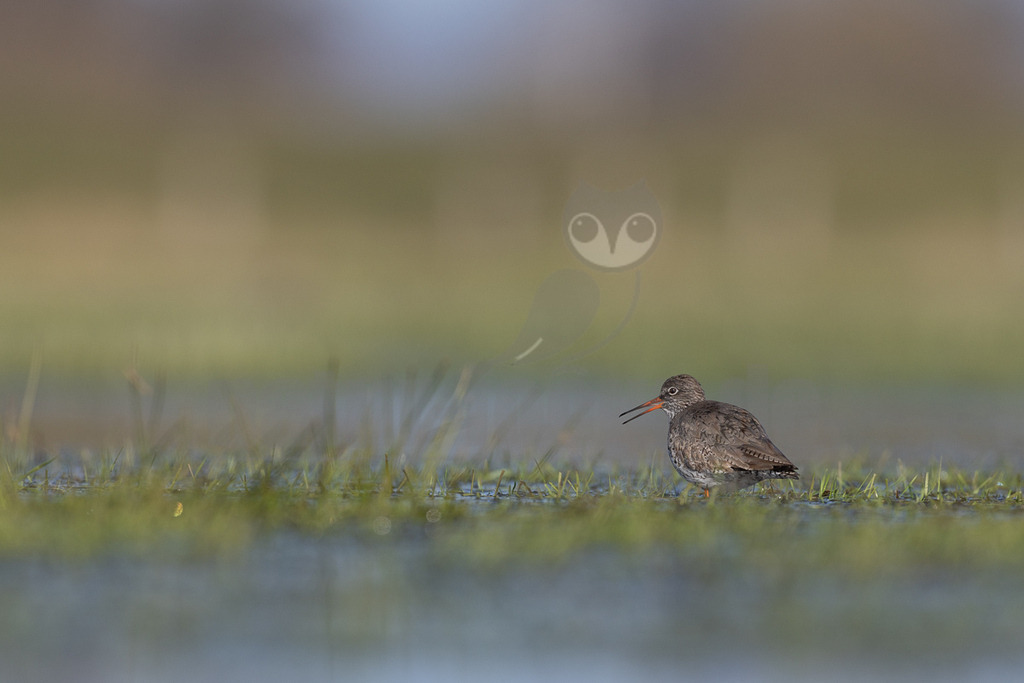R5M23802_20260329 | Ein Rotschenkel (Tringa totanus) steht in flachem Wasser, umgeben von spärlichem grünem Gras. Der Vogel ist im Profil zu sehen, mit seinem charakteristischen orange-roten Schnabel, der an der Spitze dunkel ist. Sein Gefieder ist überwiegend braun-grau gesprenkelt. Der Hintergrund ist unscharf und zeigt helle, erdige Töne, die eine ruhige und natürliche Umgebung andeuten. Der Vogel scheint nach Nahrung zu suchen oder aufmerksam die Umgebung zu beobachten. - Realisiert mit Pictrs.com