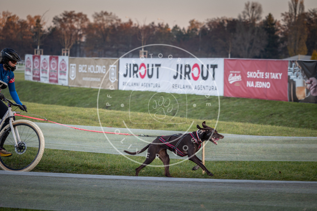 CaniXpix_0L8A1064 | Hundefotografie, Tierfotograf, Pfotenfotografie, Fotoshooting Hund, Hunde Portrait, Hundesport, Hundeportraits, Heideshooting, Hunde, Sportfotograf, Hundefotograf, Turnierhundsport, THS,  - Realisiert mit Pictrs.com