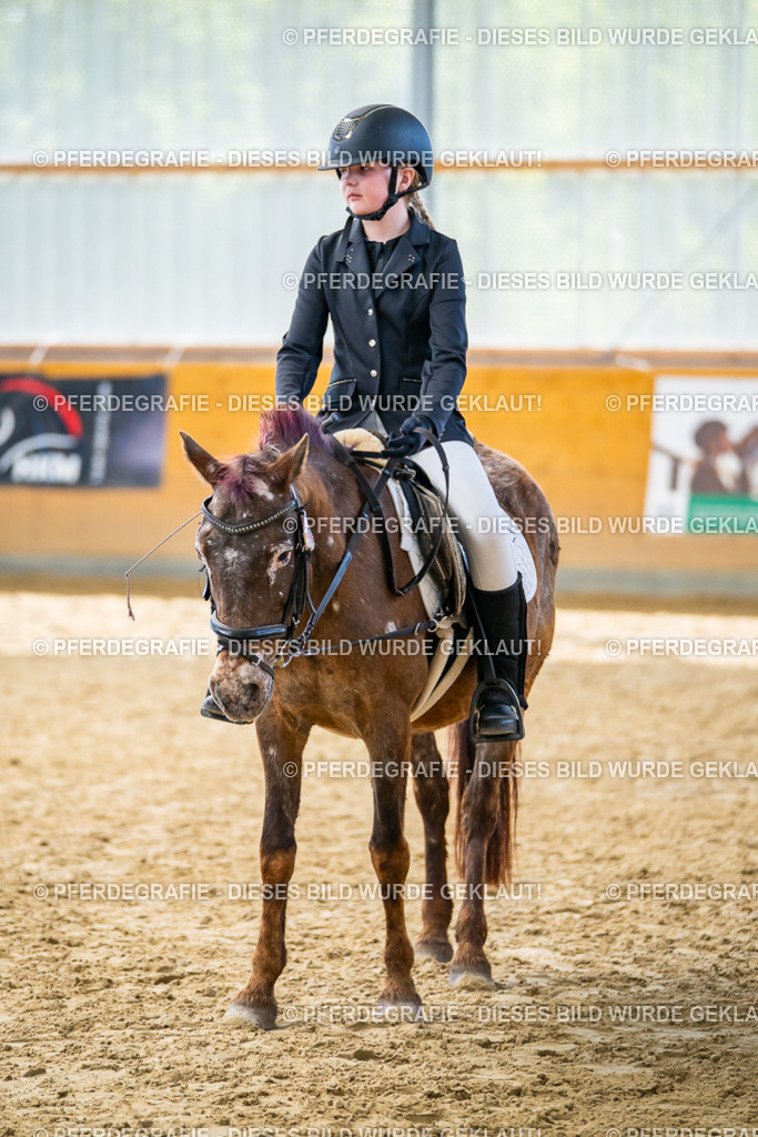 DSC01486 | Pferdegrafie