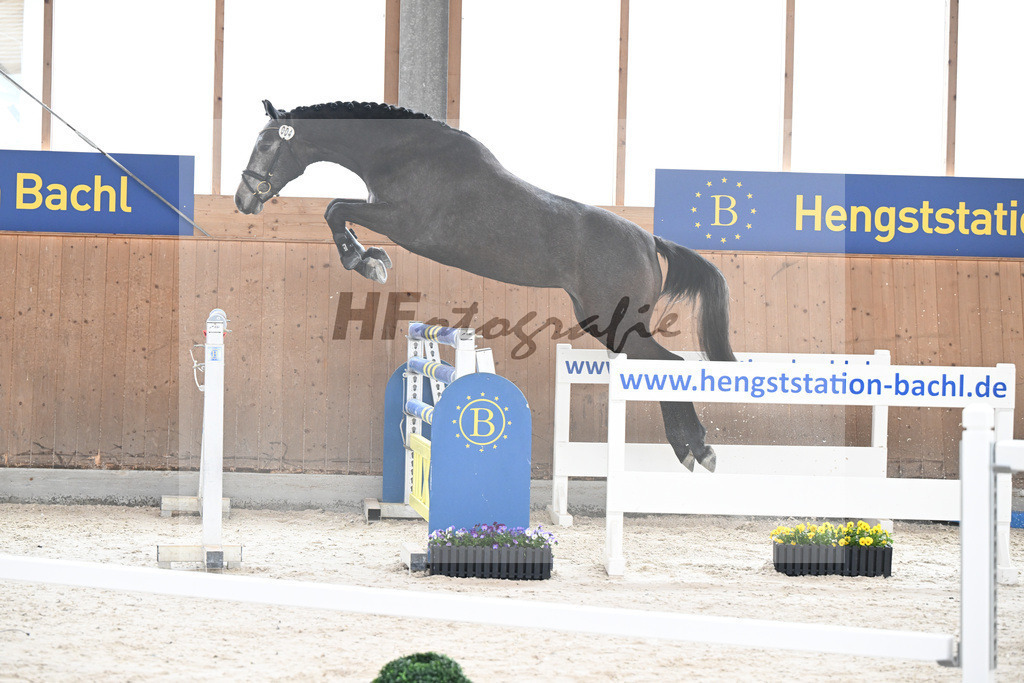Kat-Nr. 4 Nischa F v. Vigaro_Fischer_5250316 | hf-fotografie - Realisiert mit Pictrs.com