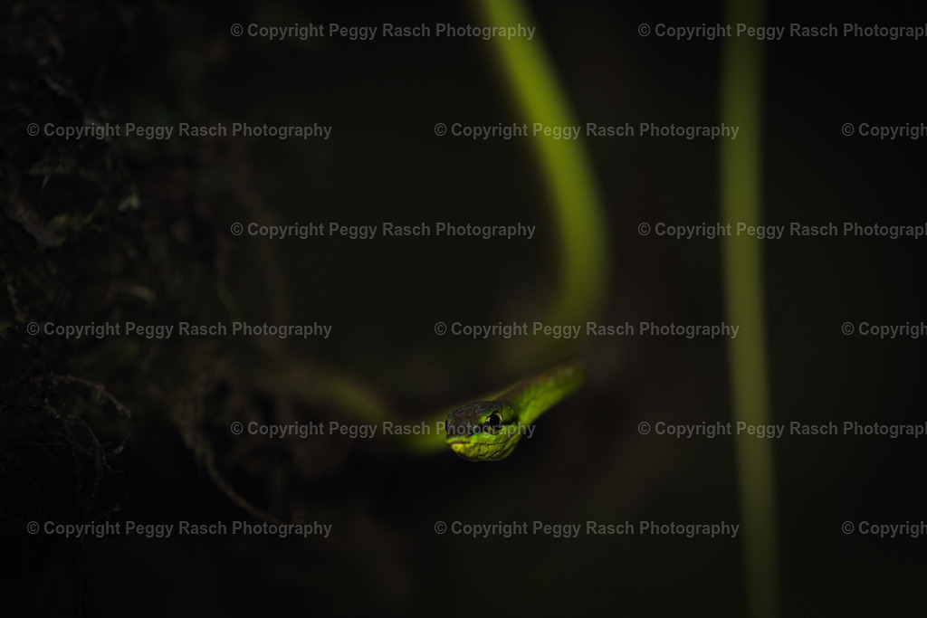 Schlange (10) | PeggyRaschPhotography - Realisiert mit Pictrs.com