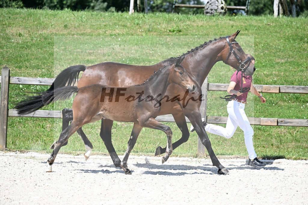 Kat-Nr. 7 St. Emilion x Va Bene_SF_Vierl_15250229 | hf-fotografie - Realizzato con Pictrs.com