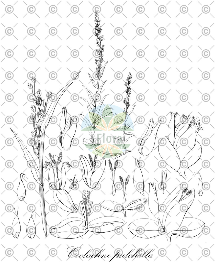HistAbb_wfo-0000860347_1_ENZY_Simple | Historische Abbildung von Coelachne pulchella - Poaceae | Historical Illustration of Coelachne pulchella - Poaceae
