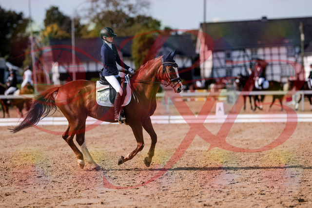 2026_10_03_Siefer-Hof_123759_Z81_34795620 | Professionelle Reitsport-, Turnier- und Eventfotografie von Robert Broda. Galerien mit ausgewählten und bearbeiteten Bildern direkt online ansehen und bestellen.