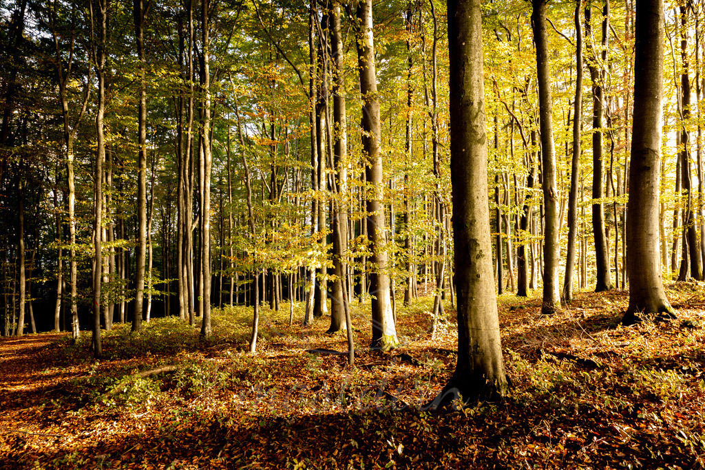 Goldener Vormittag im Wald | Ihre Fotografin im Lungau, ihre Fotografin im Mostviertel, Wandbilder Onlineshop, Imagefotos für Ihr Unternehmen,  - Realisiert mit Pictrs.com