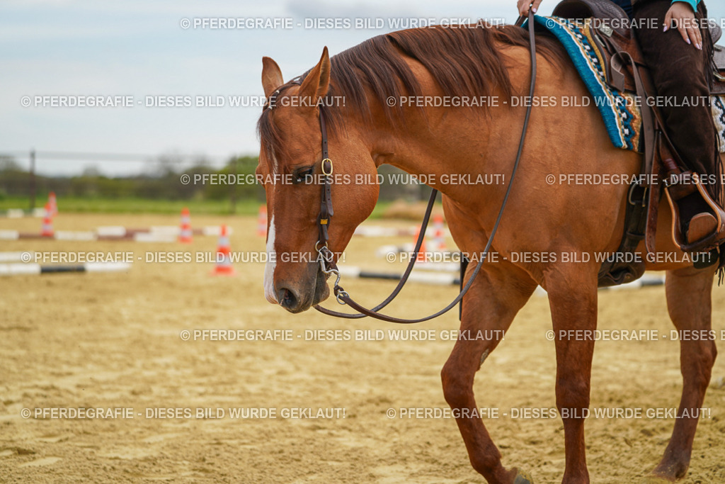 DSC03040 | Pferdegrafie