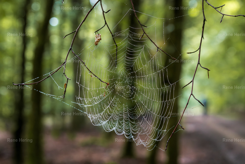Spinnennetz mit Regentropfen | Spinnennetz mit Regentropfen, im Wald fotografiert - Realisiert mit Pictrs.com