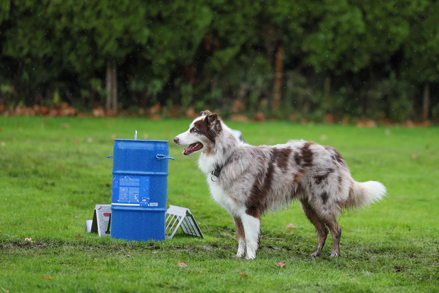 2025_Rally_Obedience_SM-266 | Ich fotografiere Hundeausstellungen, Sportanlässe, Zuchtstätten, Hundezucht, Hundeportrait, Lagotto - Realisiert mit Pictrs.com