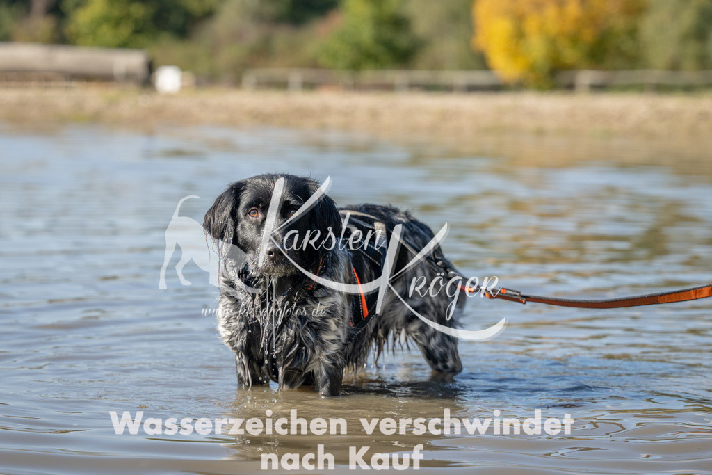 1352_ZZ91564 | kk-dogfotos