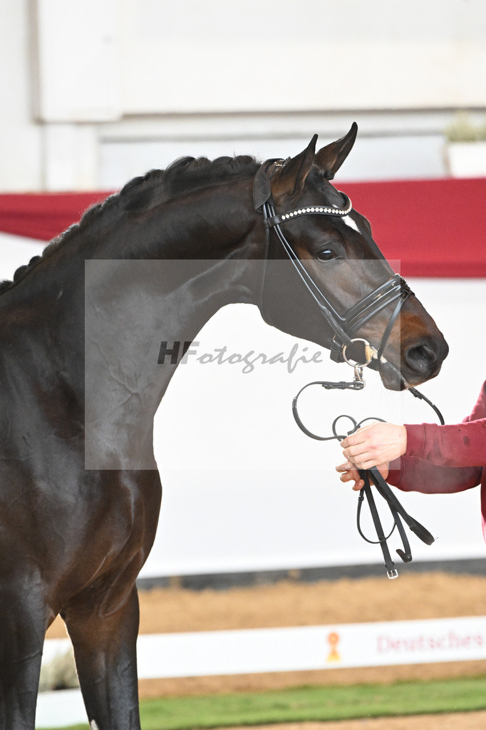 Kat-Nr. 52 Va Bene x Christ_2M2 Horses_47241481 | hf-fotografie - Realizzato con Pictrs.com