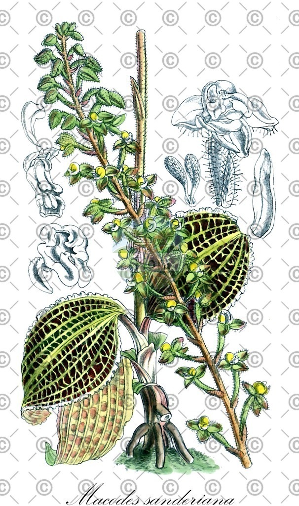 HistAbb_wfo-0000232444_2_ENZY_Simple | Historische Abbildung von Macodes sanderiana - Orchidaceae | Historical Illustration of Macodes sanderiana - Orchidaceae