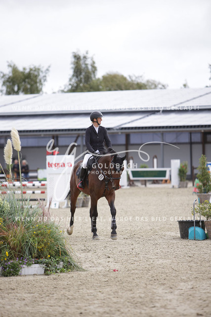 1J2A2045Britta Braunert_ Convolto PS_ Kn289_ Havekost | Foto- und Videografie für alles rund ums Pferd. Hochwertige Bilder und Videos vom Spring- und Dressurreiten, Voltigieren & mehr. Jetzt aktuelle Veranstaltungen und Preise im Shop ansehen. - Realisiert mit Pictrs.com