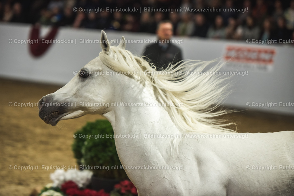 20240302_Hengstvorstellung_Marbach_TOMsPiC_1161 | equistock