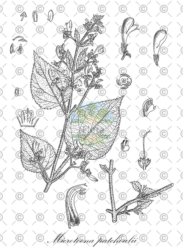 HistAbb_wfo-0001216245_1_ENZY_Simple | Historische Abbildung von Microtoena patchoulii - Lamiaceae | Historical Illustration of Microtoena patchoulii - Lamiaceae