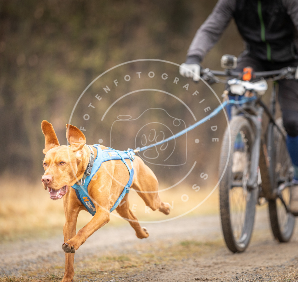 DV3A3318 | Hundefotografie, Tierfotograf, Pfotenfotografie, Fotoshooting Hund, Hunde Portrait, Hundesport, Hundeportraits, Heideshooting, Hunde, Sportfotograf, Hundefotograf, Turnierhundsport, THS,  - Realisiert mit Pictrs.com