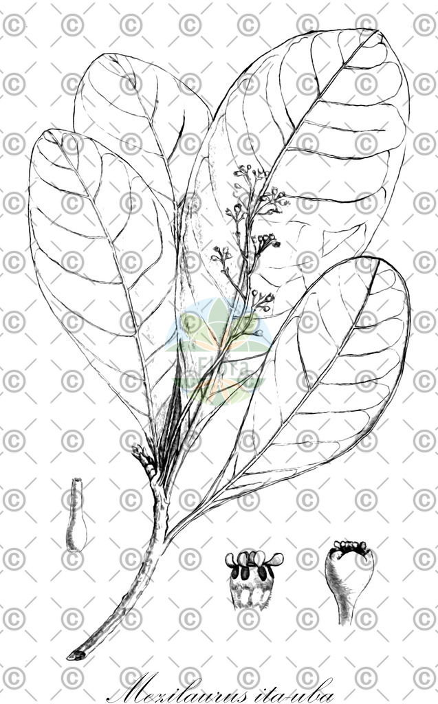 HistAbb_wfo-0000199401_1_ENZY_Simple | Historische Abbildung von Mezilaurus ita-uba - Lauraceae | Historical Illustration of Mezilaurus ita-uba - Lauraceae