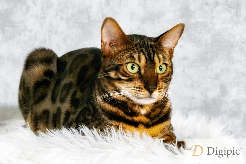 P1100826 | Taruk - Ein stolzer Bengale - Realisiert mit Pictrs.com