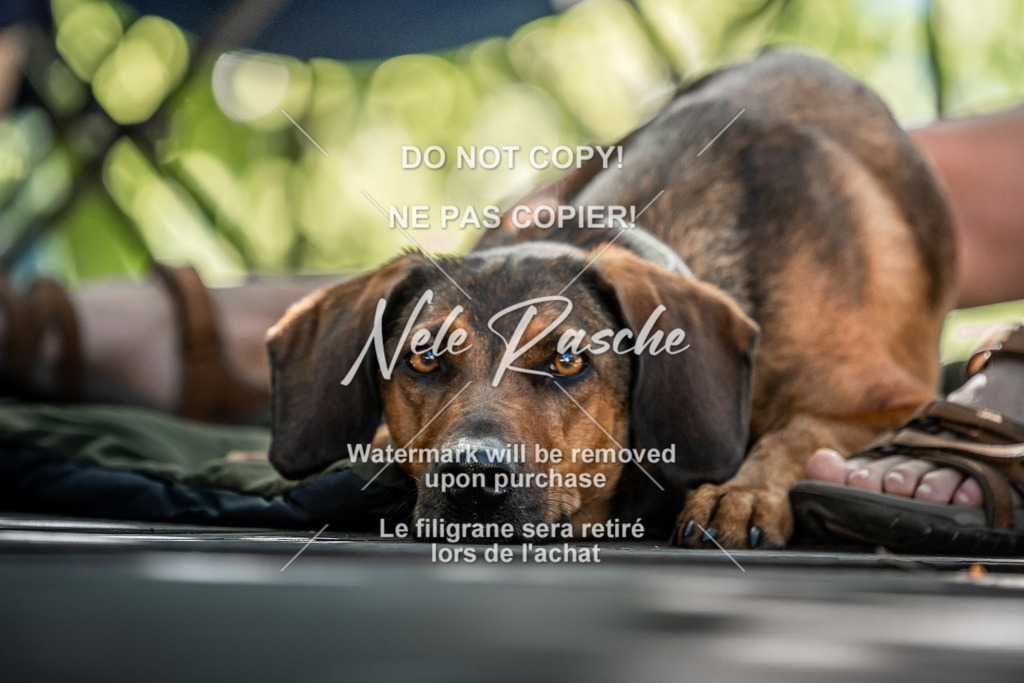 nelerasche_slaw24Do_500 | nelerasche