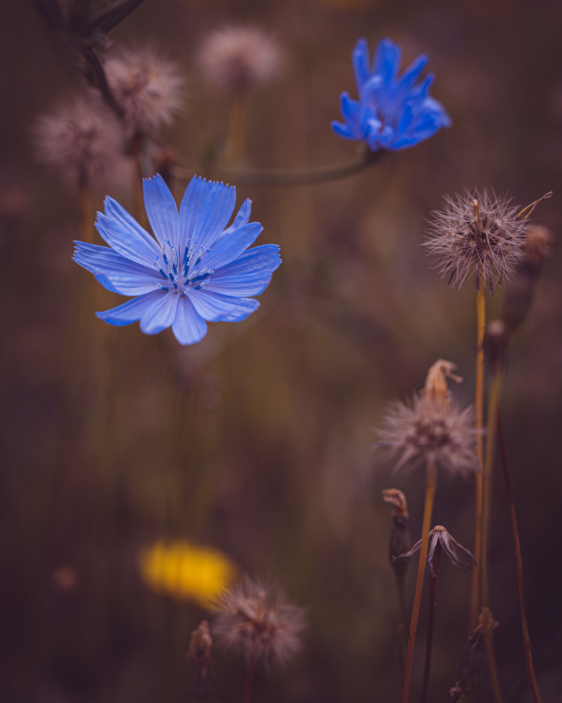 _DSC3419 | renerovisanfotoart.com