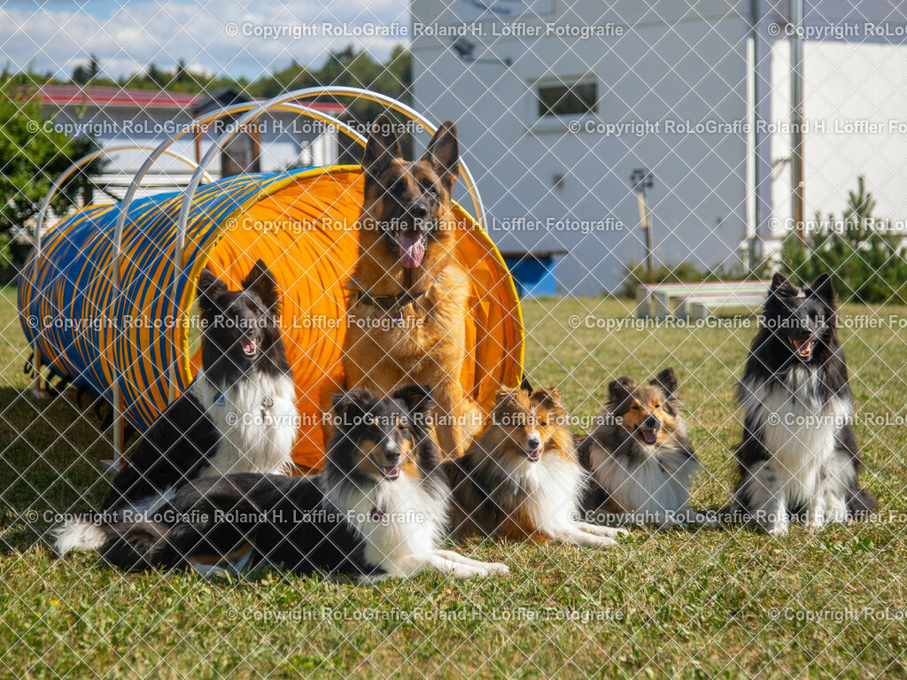 Hundefamilie-1 | Hundefamilie - Realisiert mit Pictrs.com