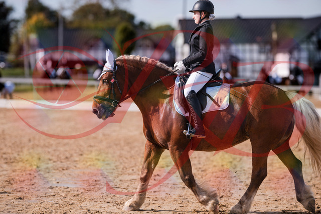 2026_10_03_Siefer-Hof_130214_Z81_55557696 | Professionelle Reitsport-, Turnier- und Eventfotografie von Robert Broda. Galerien mit ausgewählten und bearbeiteten Bildern direkt online ansehen und bestellen.