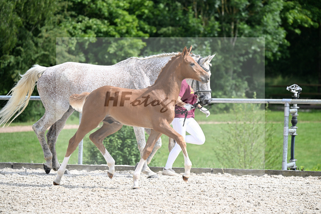 Kat-Nr. 7 Esmeraldo x Balou du Rouet_HF_Reulein_17250714 | hf-fotografie - Realisiert mit Pictrs.com