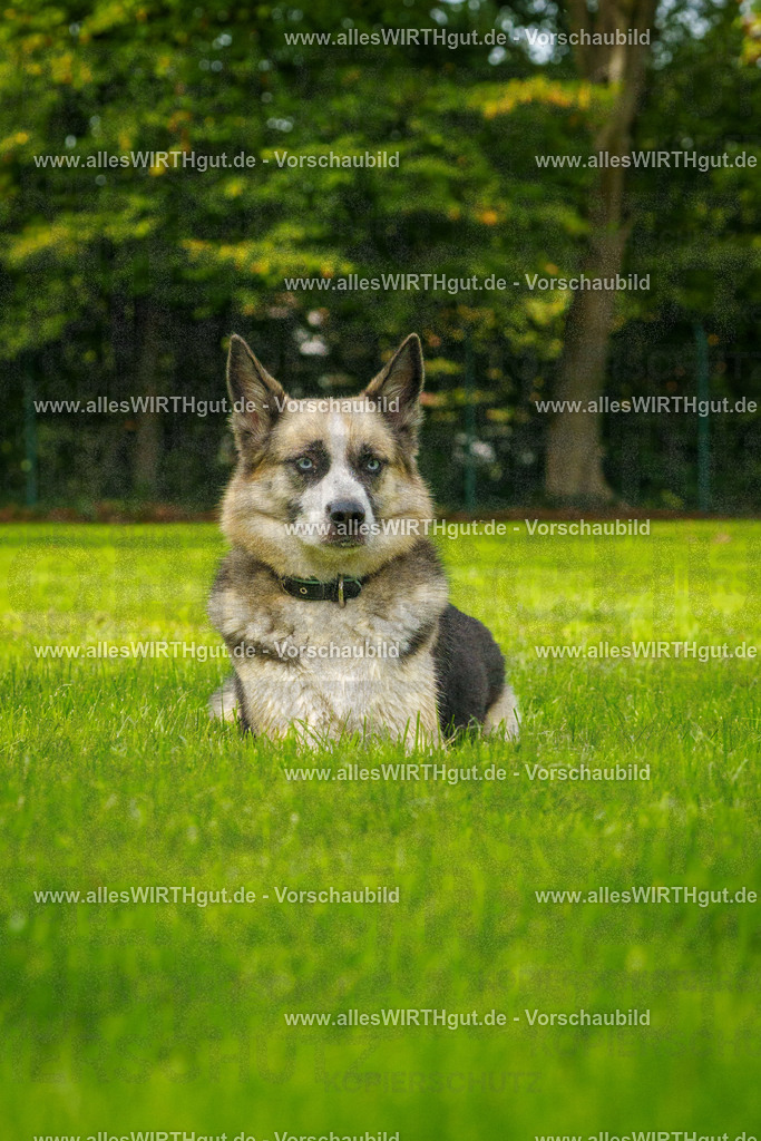 Hundeschwimmen_Grefrath_2026-allesWIRTHgut_Tierfotografie-11_30-FAY08361 | Professionelle Tierfotografie in Mönchengladbach von Daniel Wirth (allesWIRTHgut). Liebevolle & natürliche Bilder von Hunden & Katzen für unvergessliche Erinnerungen.