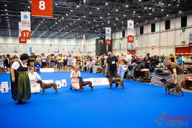 World Dog Show Donnerstag | World Dog Show 2023 Donnerstag im Palexpo in Genf 24.08.2023 Foto: Leo Wyden
