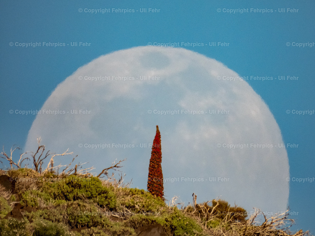 Lunar Tajinaste | Single shot of a Tajinaste at Izana with the rising Moon in the background - Realisiert mit Pictrs.com