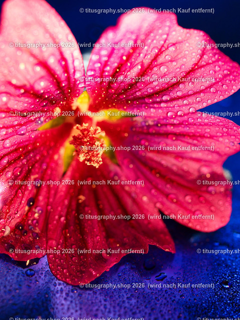 titusgraphy_P7088738-vz-ln | titusgraphy-shop: Geschenkideen mit Qualitätsfotos. titusgraphy-shop: gift ideas with quality photos. titusgraphy-shop: idées cadeaux avec photos de qualité.  - Realisiert mit Pictrs.com
