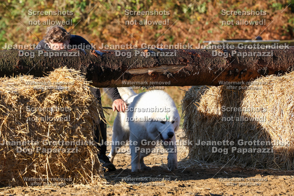 Dog Paparazzi - Strongdog 10-25-1023 | Dog Paparazzi Jeanette Grottendiek Fotografie & Videografie - Realisiert mit Pictrs.com