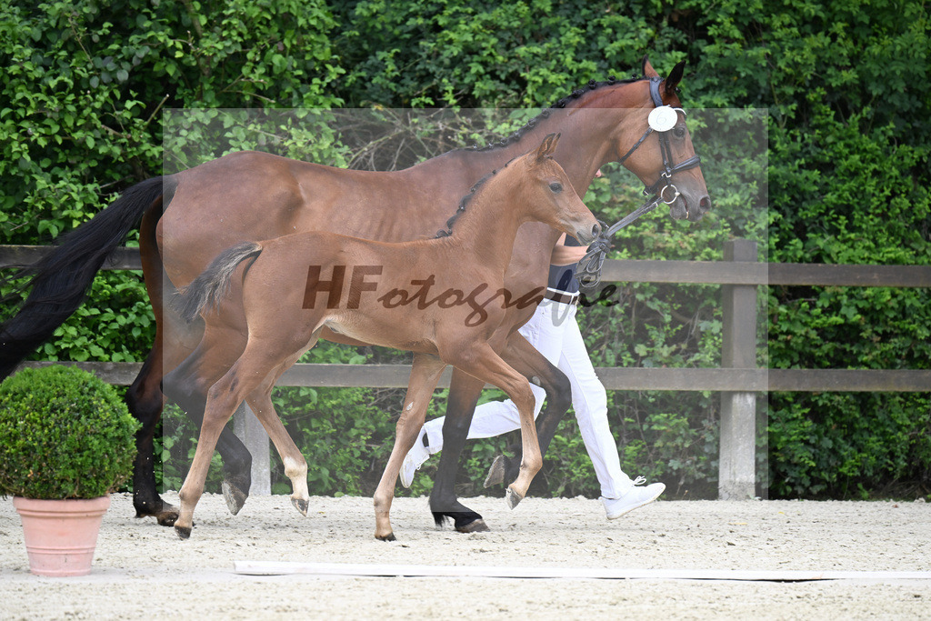 Kat-Nr. 6 Kjento x Millennium_Hopf_25240320 | hf-fotografie - Realisiert mit Pictrs.com