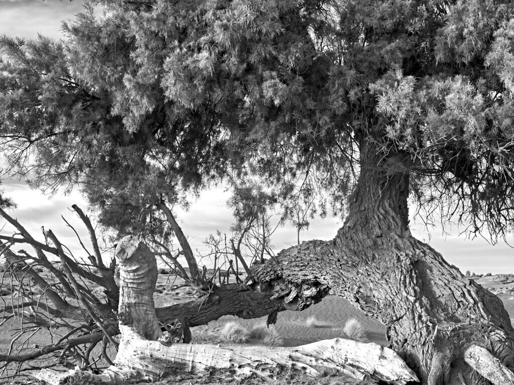 Resilience 1 | Ich erzähle Geschichten als Autor und als Fotograf. Hier finden Sie hochwertige Naturfotografie, Reisefotografien und Bilder aus dem urbanen Lebensraum.  - Realisiert mit Pictrs.com