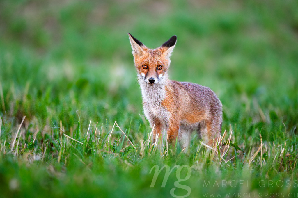 Junger Fuchs im Emmental | Junger Fuchs auf seinem Abendlichen Streifzug im Emmental - Realisiert mit Pictrs.com