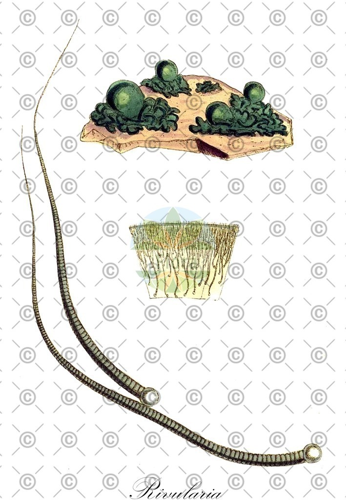 HistAbb_63RRM_4_ENZY_Simple | Historische Abbildung von Rivularia - Rivulariaceae (0) | Historical Illustration of Rivularia - Rivulariaceae (0)
