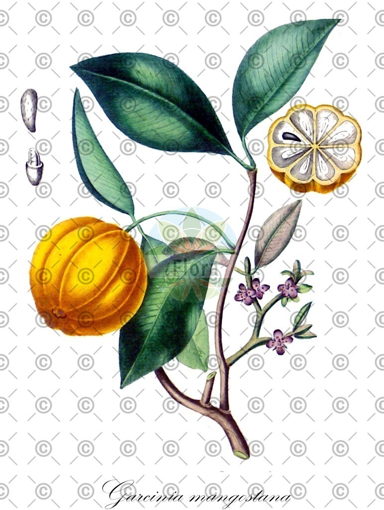 HistAbb_wfo-0001187033_2_ENZY_Simple | Historische Abbildung von Garcinia mangostana - Clusiaceae | Historical Illustration of Garcinia mangostana - Clusiaceae