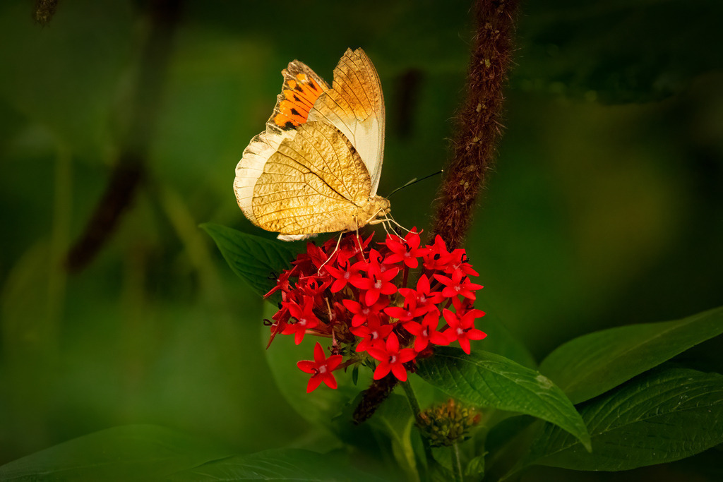 HFG_4494-Bearbeitet | Holzisphotography, Landschaftsfotografie, Wildlifefotogorafie - Realisiert mit Pictrs.com