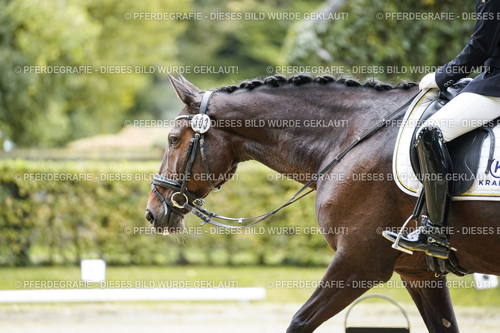 DSC00950 | Pferdegrafie