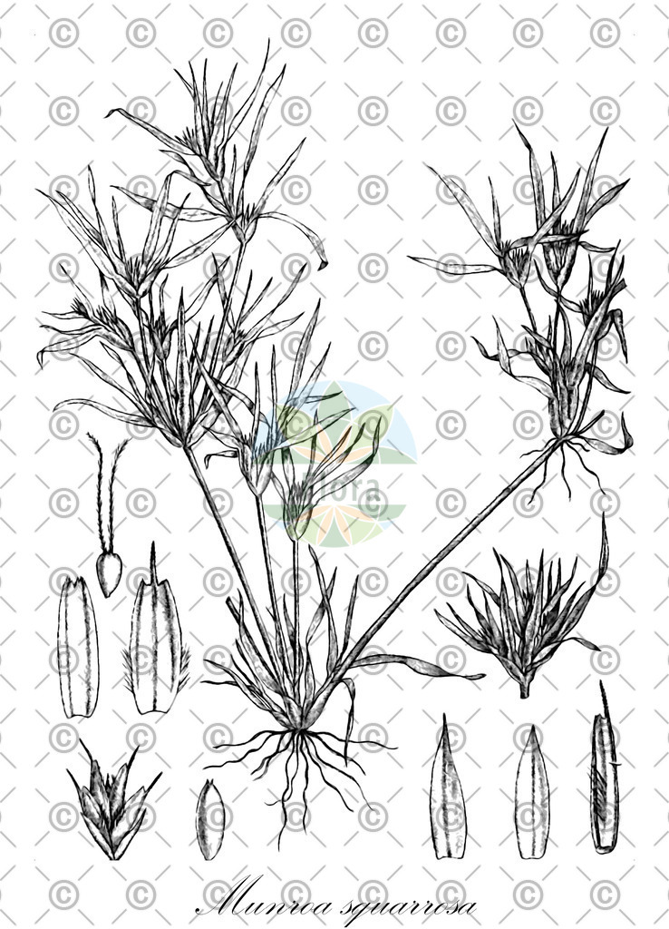 HistAbb_wfo-0000451606_1_ENZY_Simple | Historische Abbildung von Munroa squarrosa - Poaceae | Historical Illustration of Munroa squarrosa - Poaceae