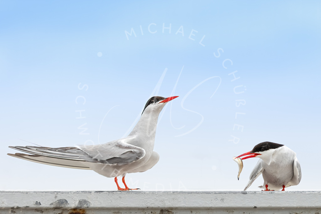 2021-07-22 Eidersperrwerk u Moewen - 031 | Küstenseeschwalbe - Realisiert mit Pictrs.com