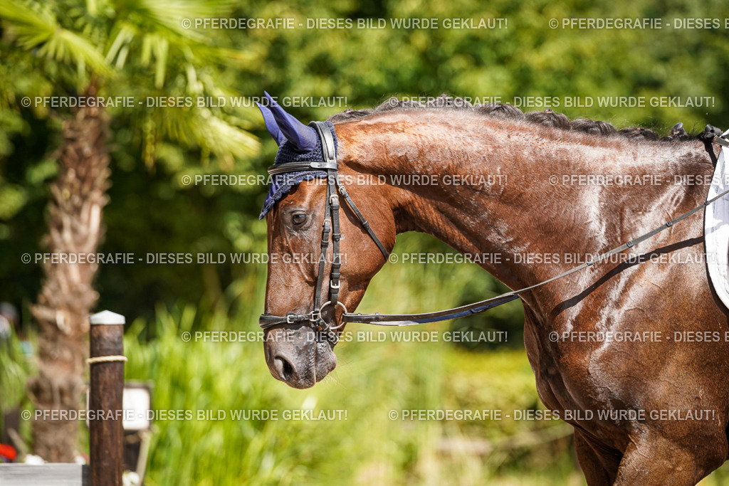 DSC09392 | Pferdegrafie