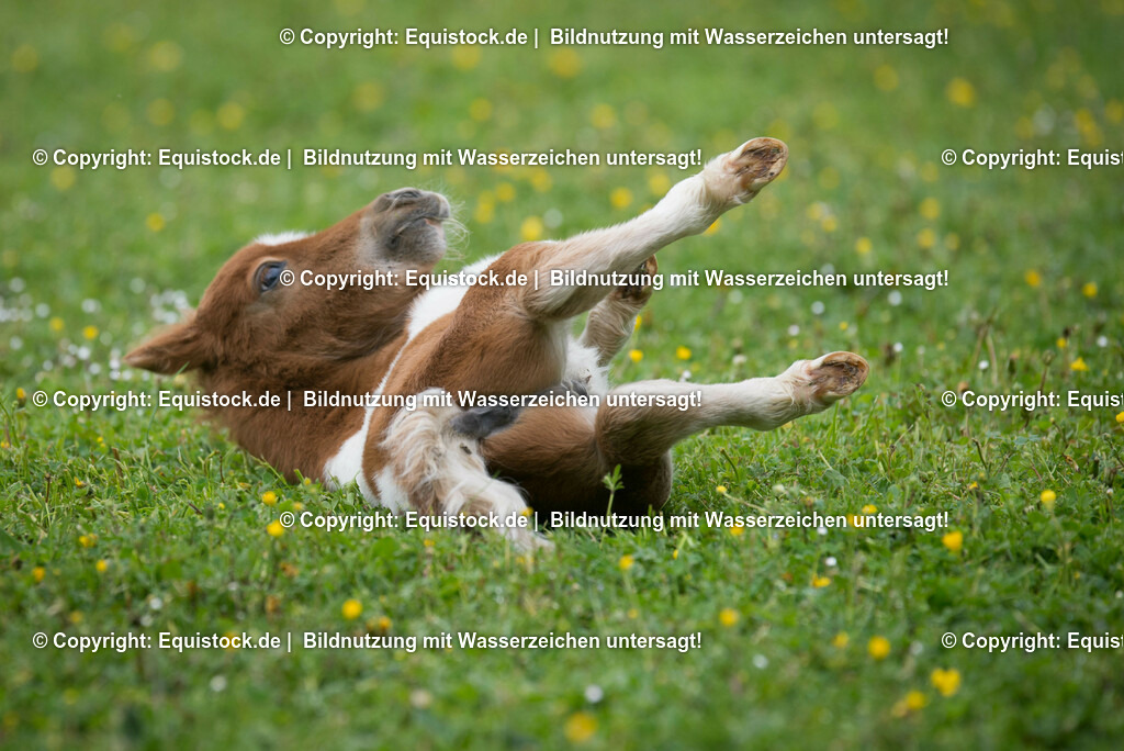 20150502_Fohlen_0011 | equistock