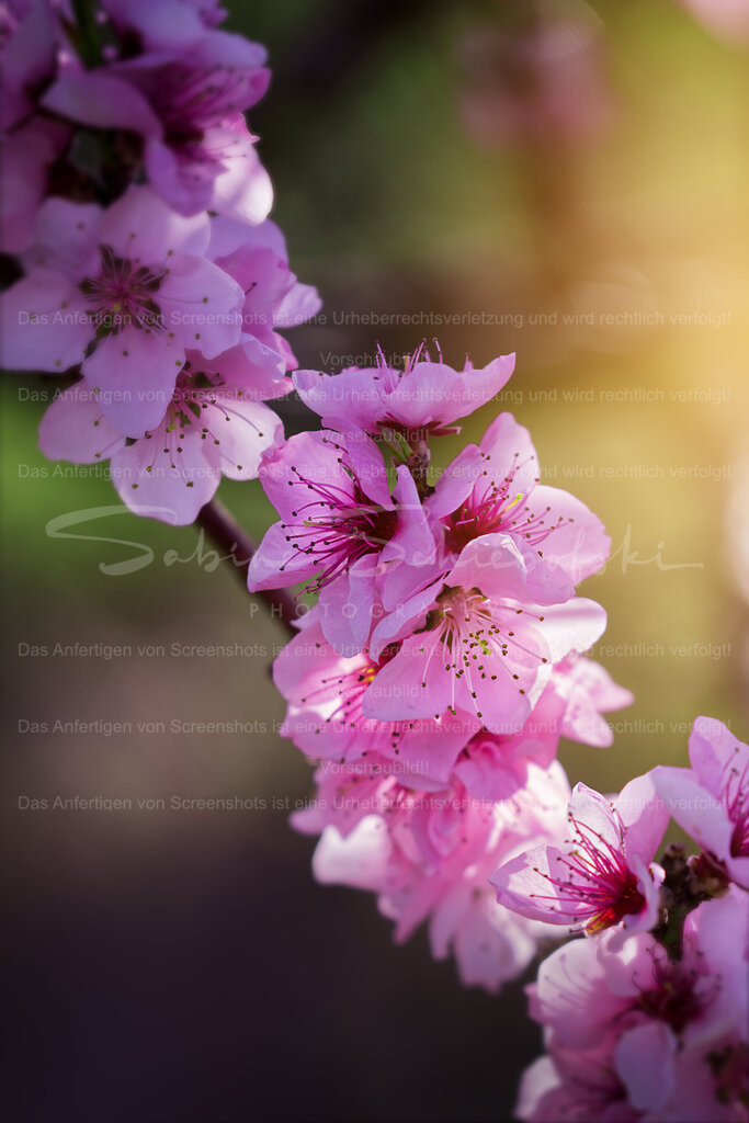 Der Weinbergpfirsich blüht am Calmont | Detailierte Blüten des Weinbergpfirsich mit einem strahlenden, sonnigen Hintergrund - Realisiert mit Pictrs.com