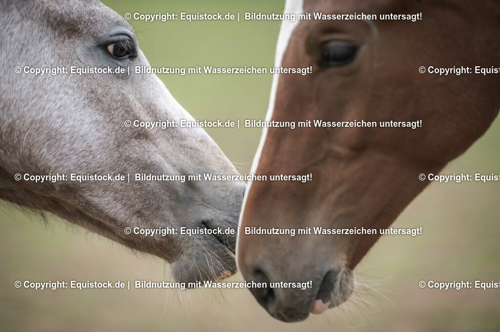 20201005_Fohlen_0070 | equistock