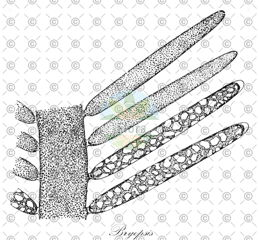 HistAbb_wfo-0001187059_1_ENZY_Simple | Historische Abbildung von Bryopsis - Bryopsidaceae (0) | Historical Illustration of Bryopsis - Bryopsidaceae (0)